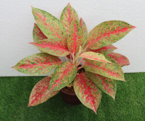 Aglonema Red Stadust-0038