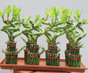 Dracena Lucky Bambo 2-0047