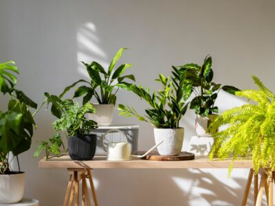 indoor-plants-studio_23-2151022062